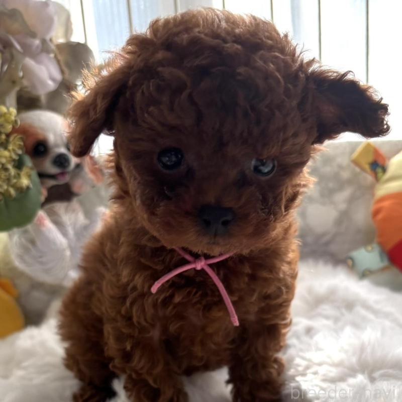 販売中の香川県のティーカッププードル-440820の3枚目