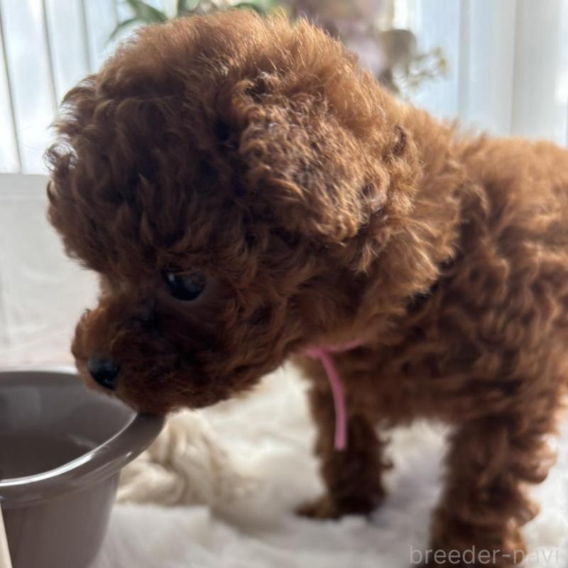 販売中の香川県のティーカッププードル-440820の2枚目