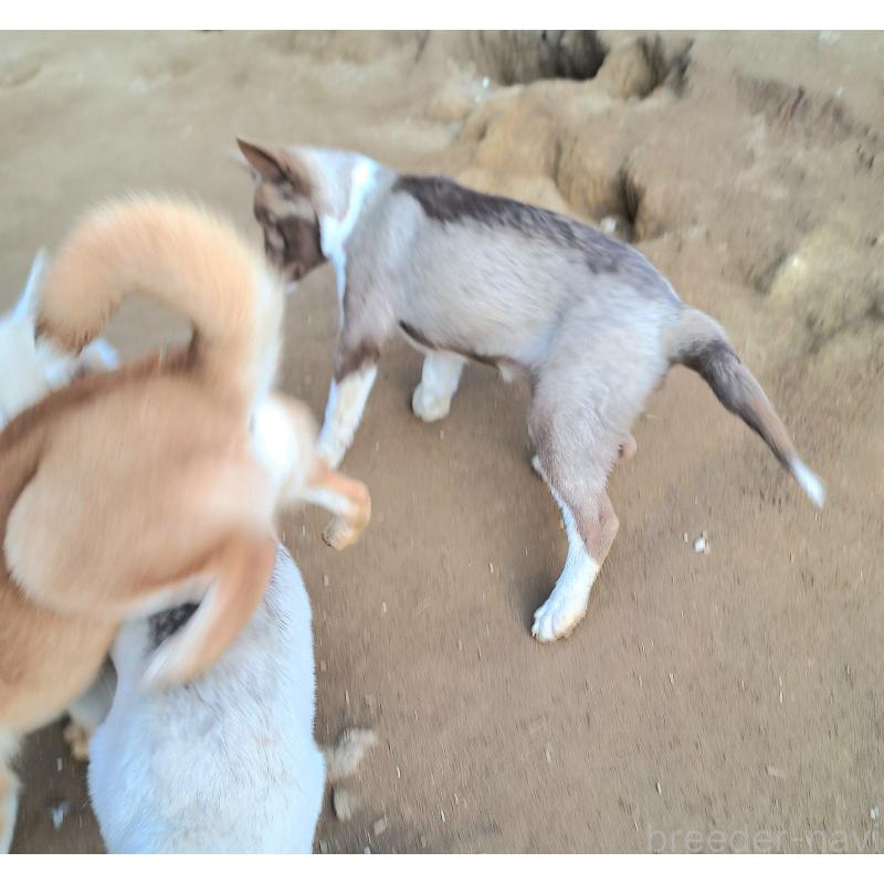 販売中の千葉県のミックス犬-431130の7枚目