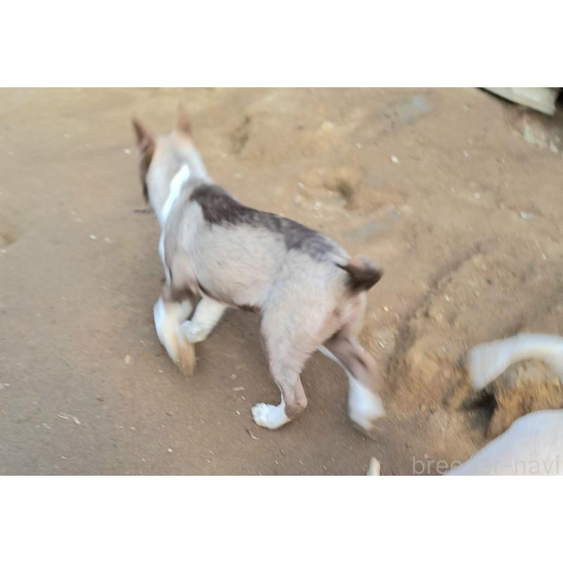 販売中の千葉県のミックス犬-431130の6枚目