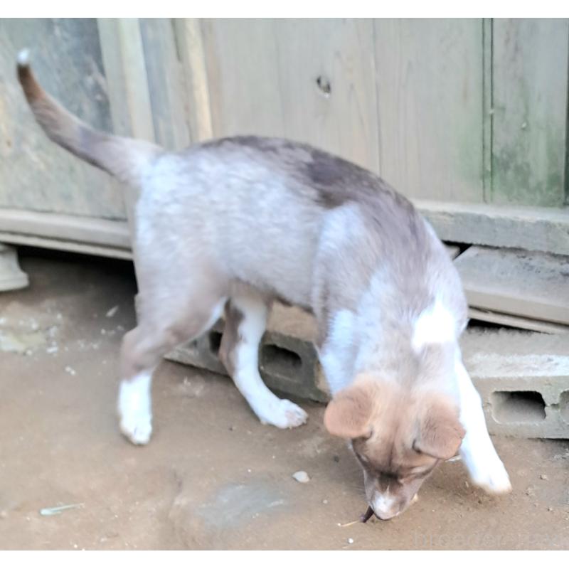 販売中の千葉県のミックス犬-431130の5枚目