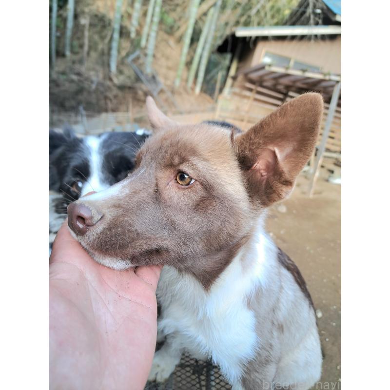 販売中の千葉県のミックス犬-431130の3枚目