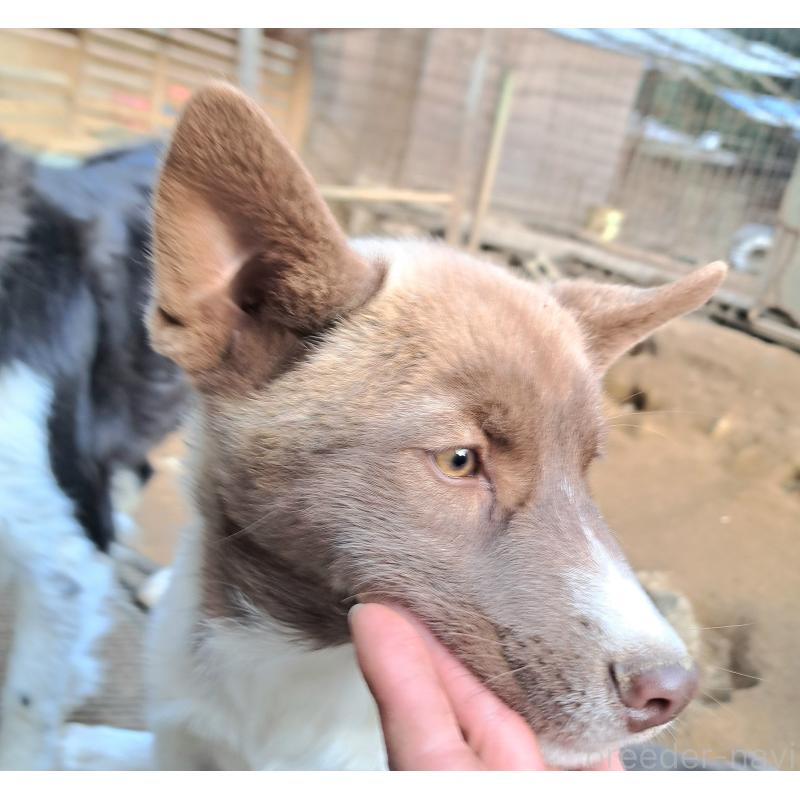 販売中の千葉県のミックス犬-431130