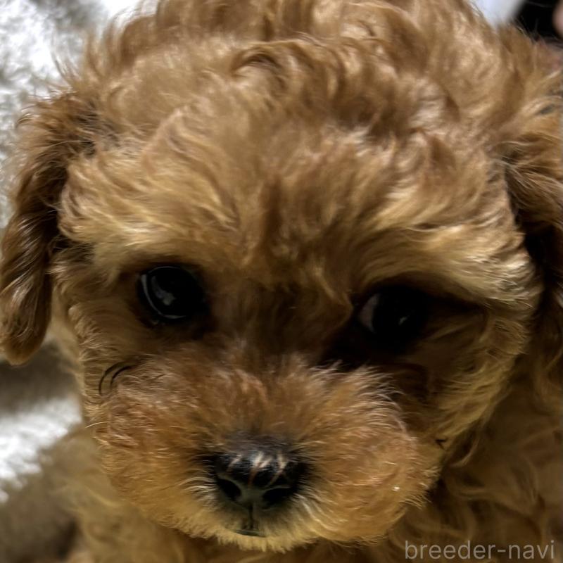 販売中の香川県のトイプードル-440821の6枚目