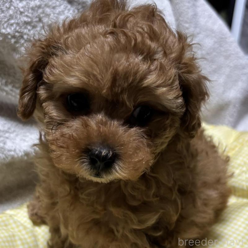 販売中の香川県のトイプードル-440821の5枚目