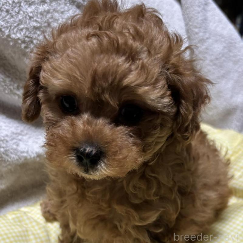 販売中の香川県のトイプードル-440821の4枚目