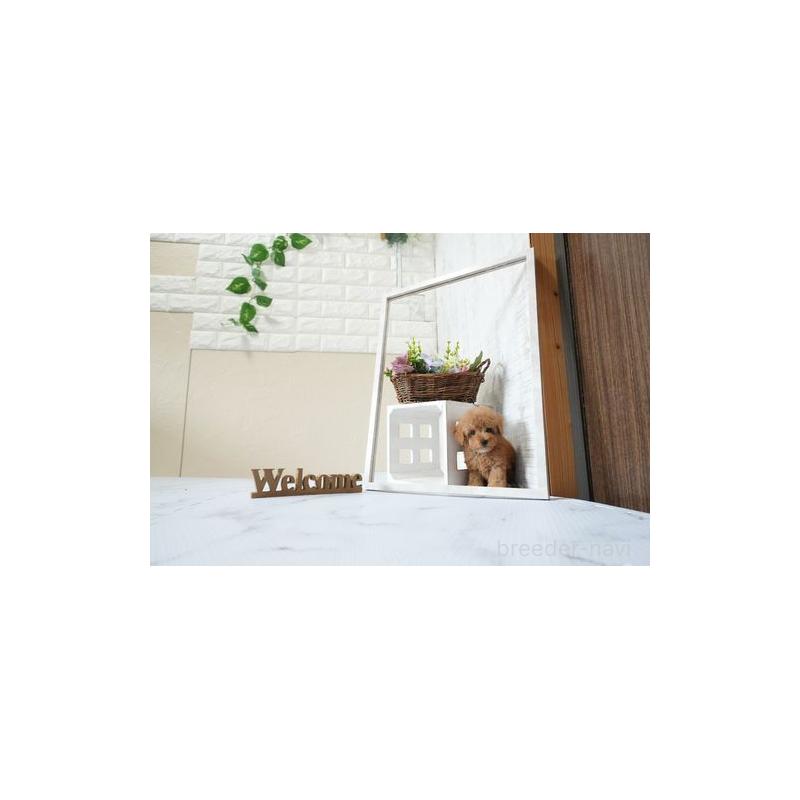 販売中の滋賀県のティーカッププードル-439640の4枚目