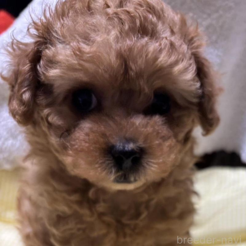 販売中の香川県のトイプードル-440821の3枚目