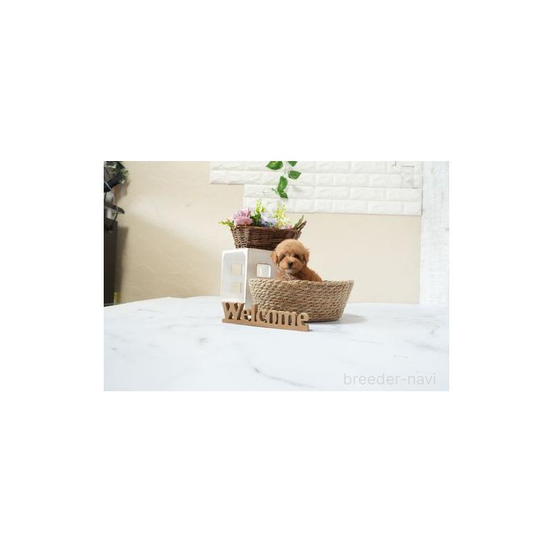 販売中の滋賀県のティーカッププードル-439640の3枚目