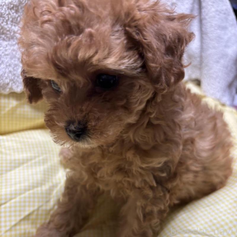 販売中の香川県のトイプードル-440821の2枚目