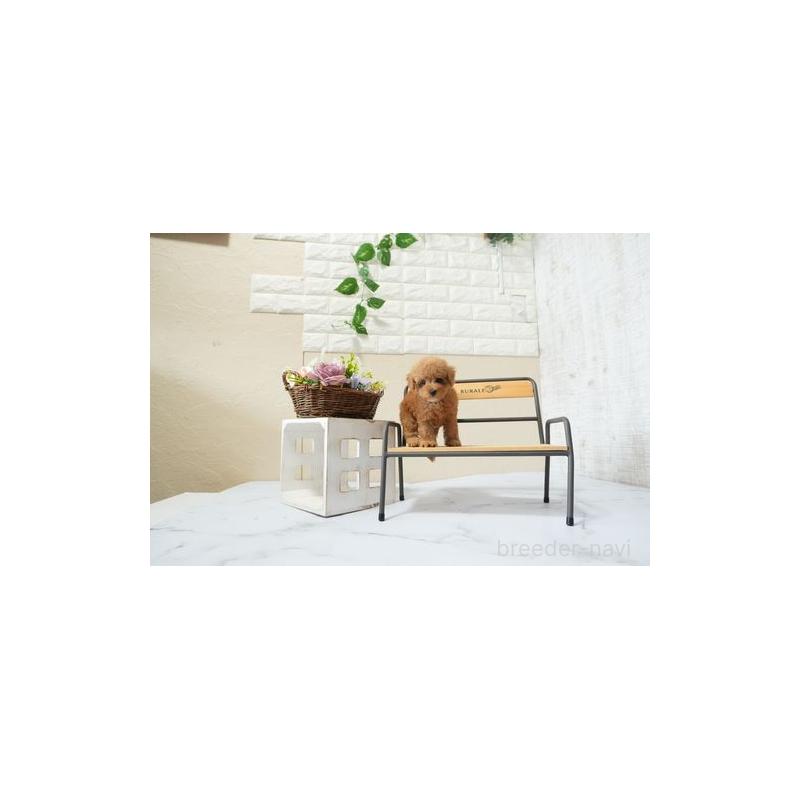 販売中の滋賀県のティーカッププードル-439640の2枚目