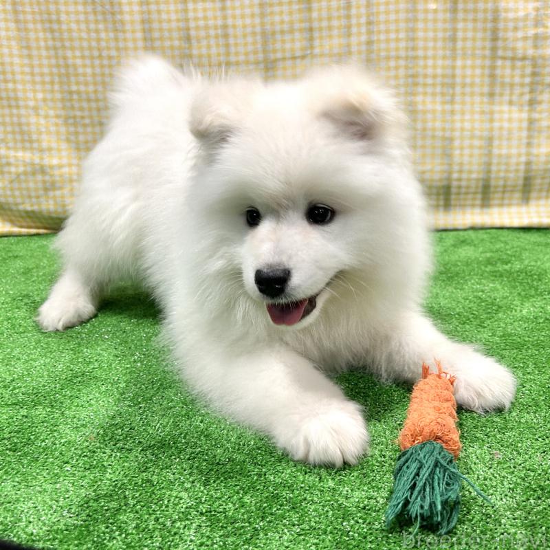 販売中の栃木県のサモエド-440818の11枚目