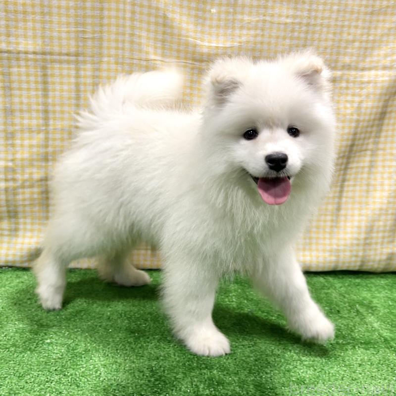 販売中の栃木県のサモエド-440818の10枚目