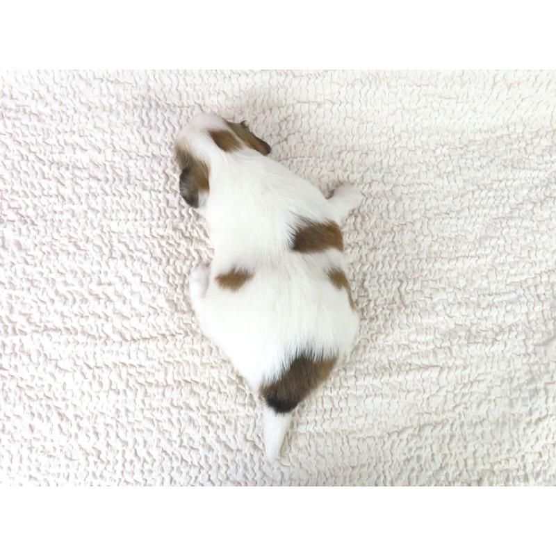 販売中の千葉県のパピヨン-440822の5枚目