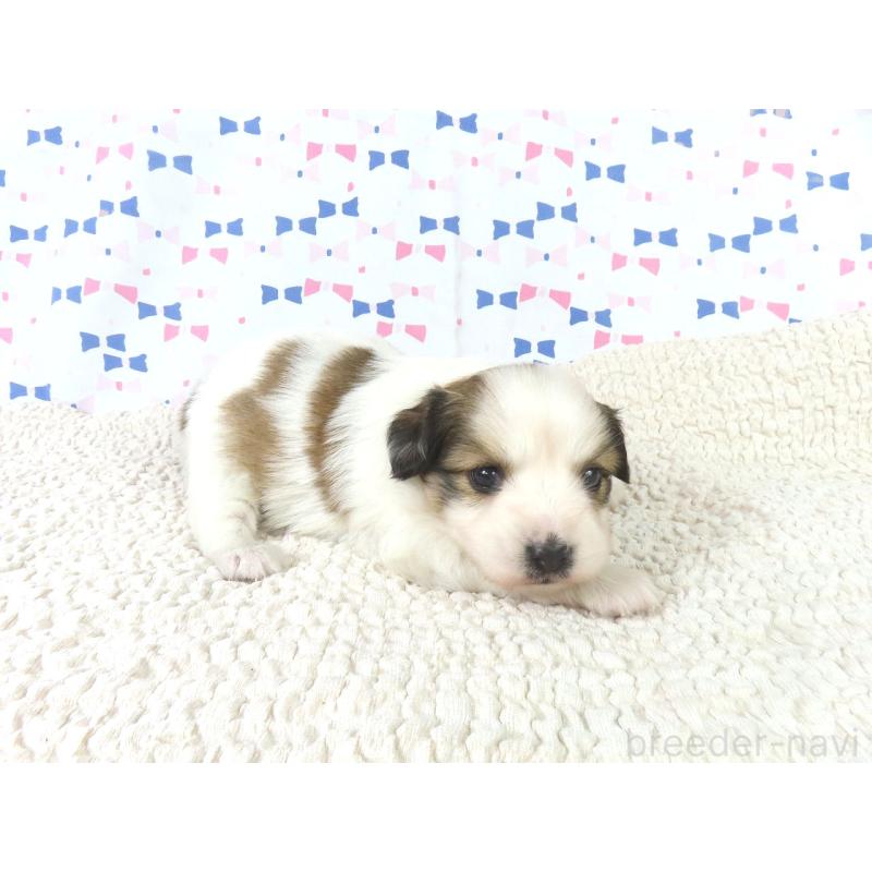 販売中の千葉県のパピヨン-440822の4枚目