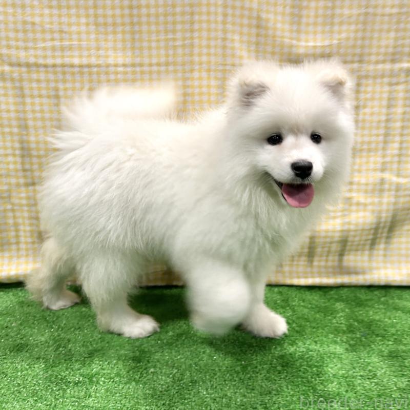 販売中の栃木県のサモエド-440818の9枚目