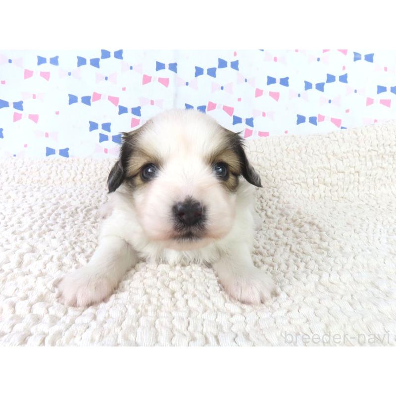 販売中の千葉県のパピヨン-440822の2枚目