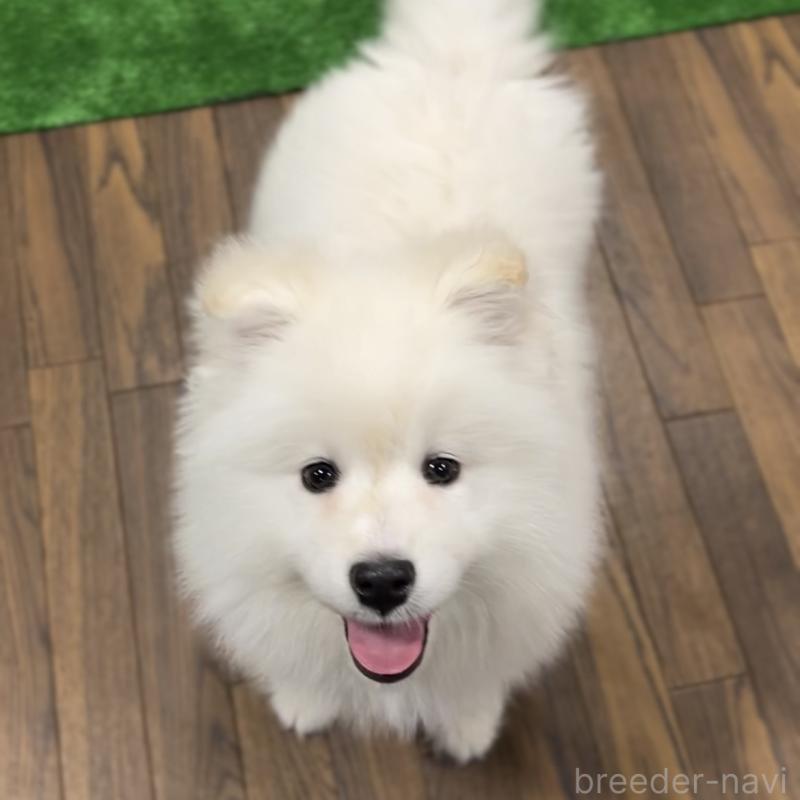 販売中の栃木県のサモエド-440818の8枚目