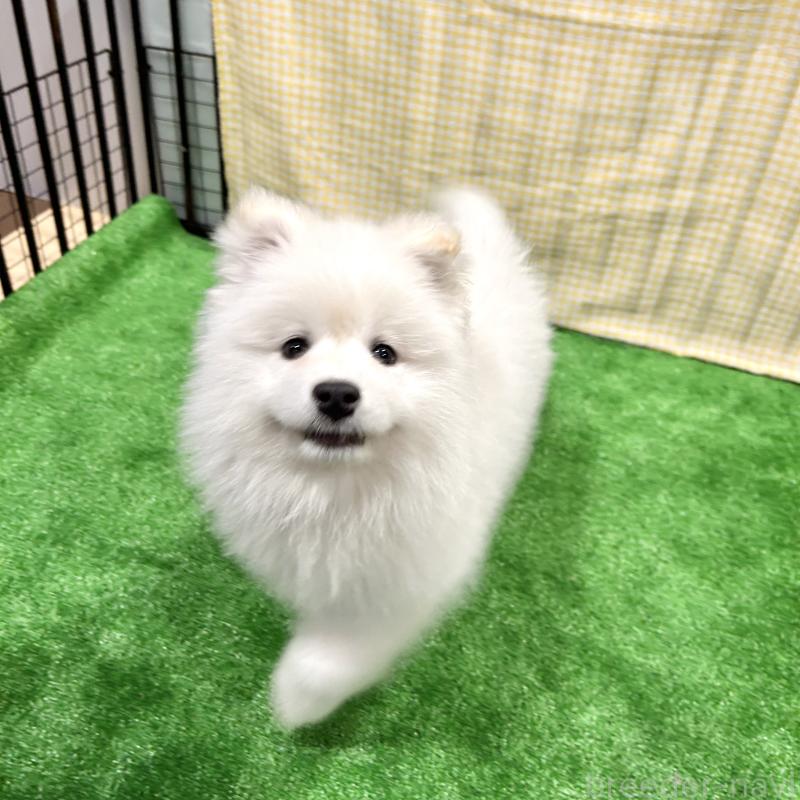 販売中の栃木県のサモエド-440818の7枚目