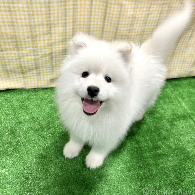 販売中の栃木県のサモエド-440818の6枚目