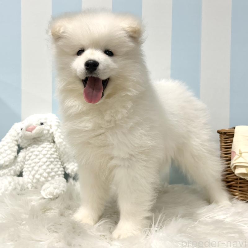 販売中の栃木県のサモエド-440818の5枚目