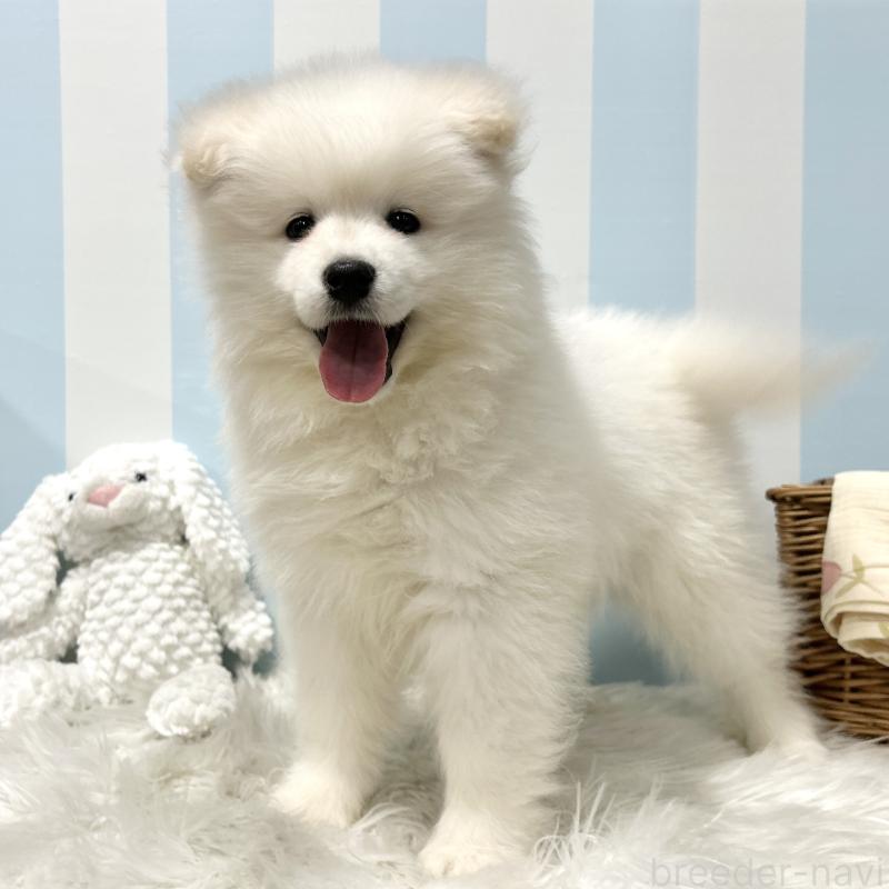 販売中の栃木県のサモエド-440818の4枚目