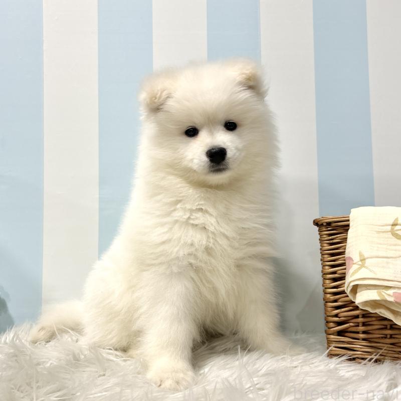 販売中の栃木県のサモエド-440818の3枚目