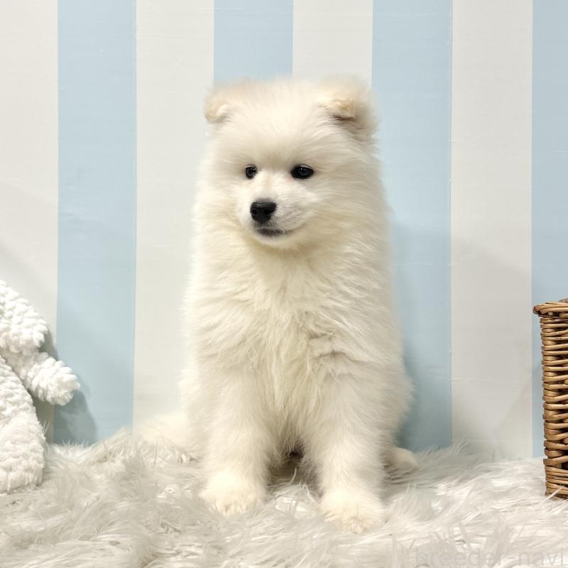 販売中の栃木県のサモエド-440818の2枚目