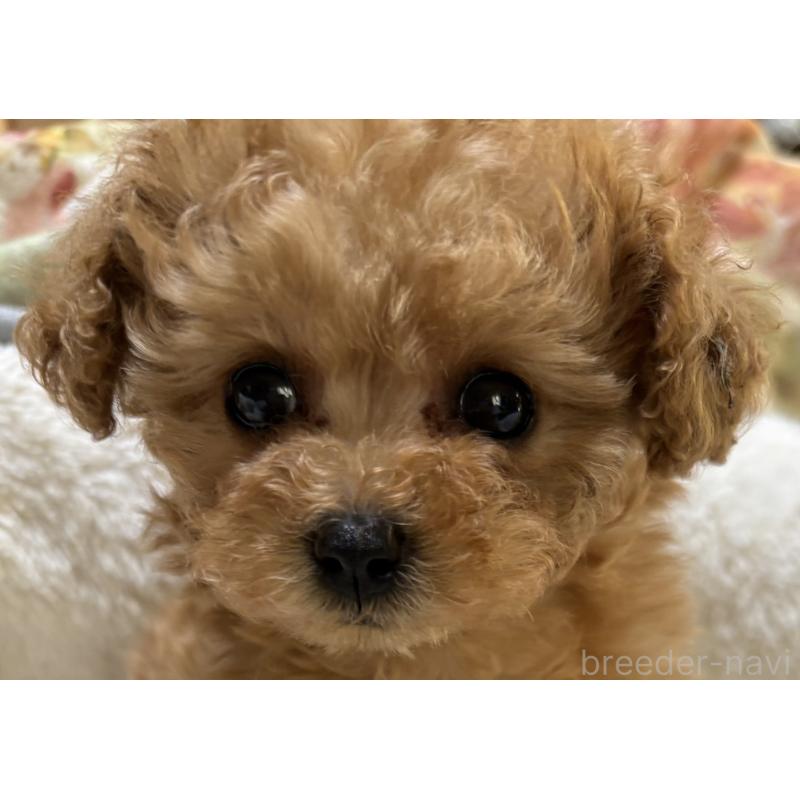 販売中の香川県のタイニープードル-440823の8枚目