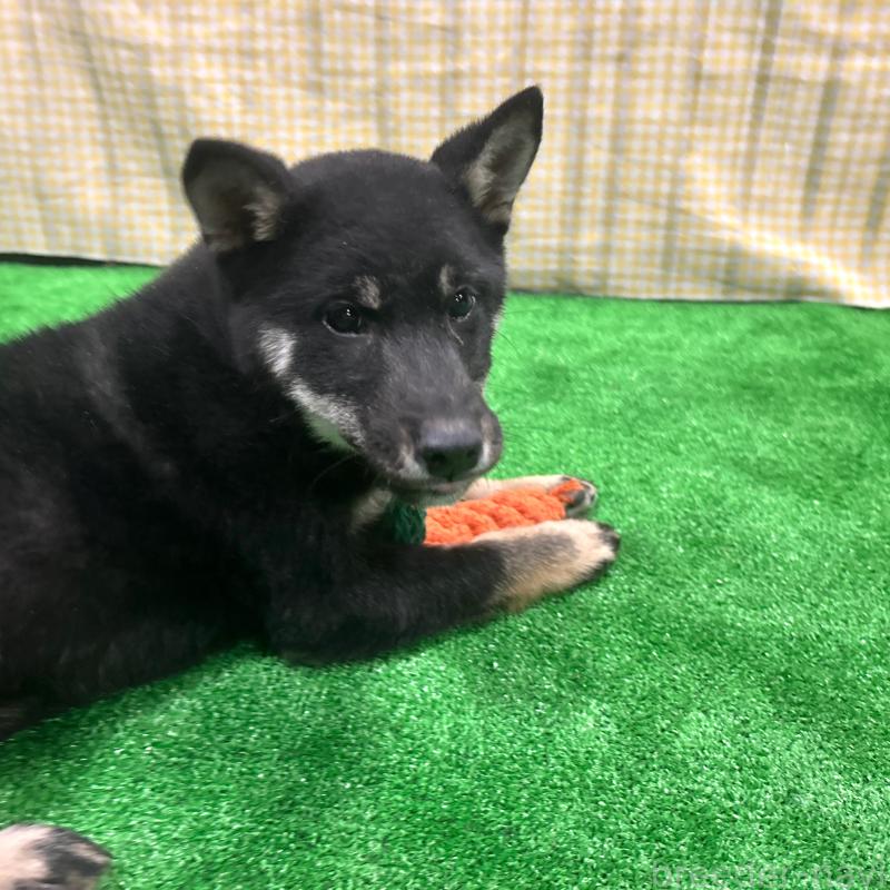 販売中の栃木県の柴犬-440824の14枚目