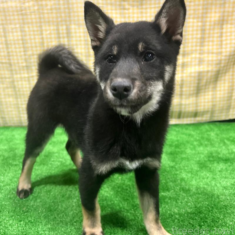 販売中の栃木県の柴犬-440824