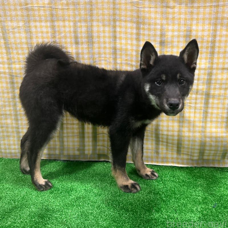 販売中の栃木県の柴犬-440824の13枚目