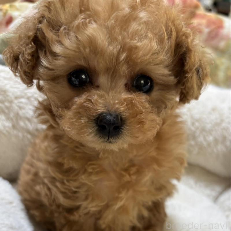 販売中の香川県のタイニープードル-440823の7枚目