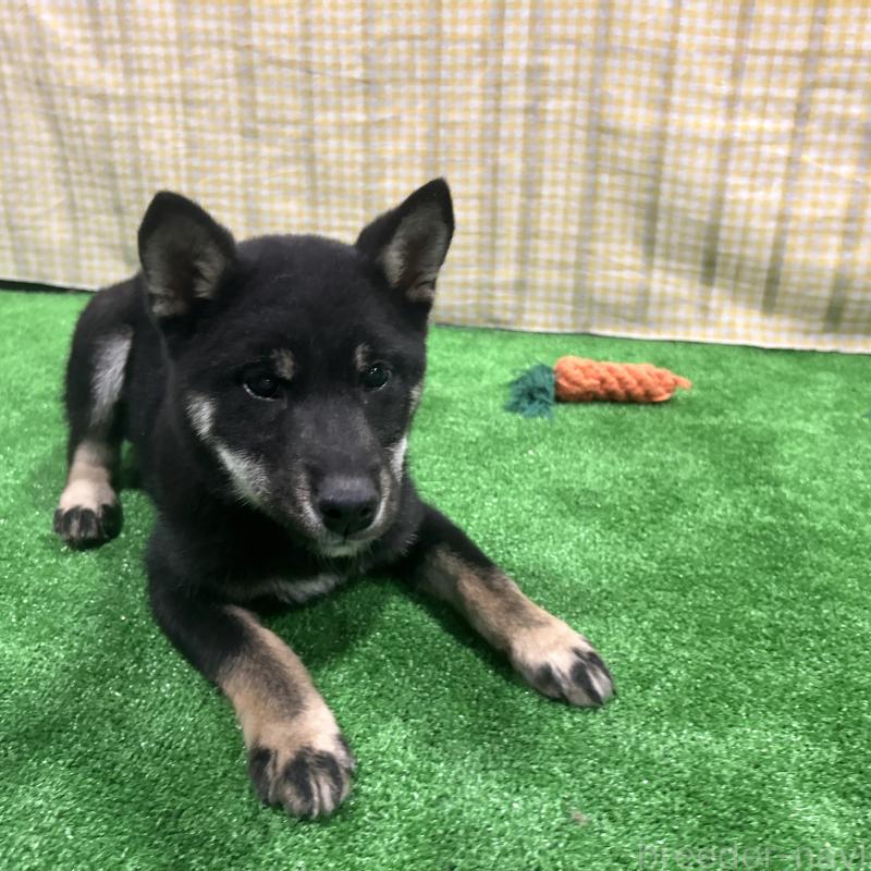 販売中の栃木県の柴犬-440824の12枚目