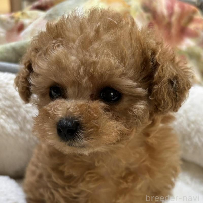 販売中の香川県のタイニープードル-440823の6枚目