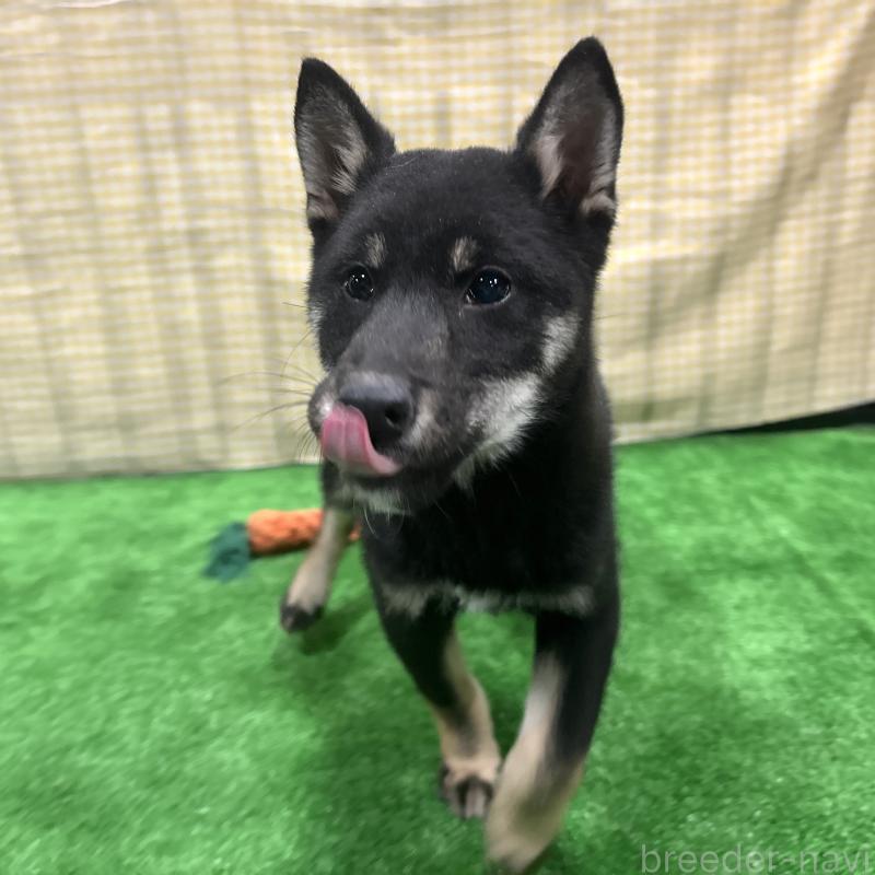 販売中の栃木県の柴犬-440824の11枚目