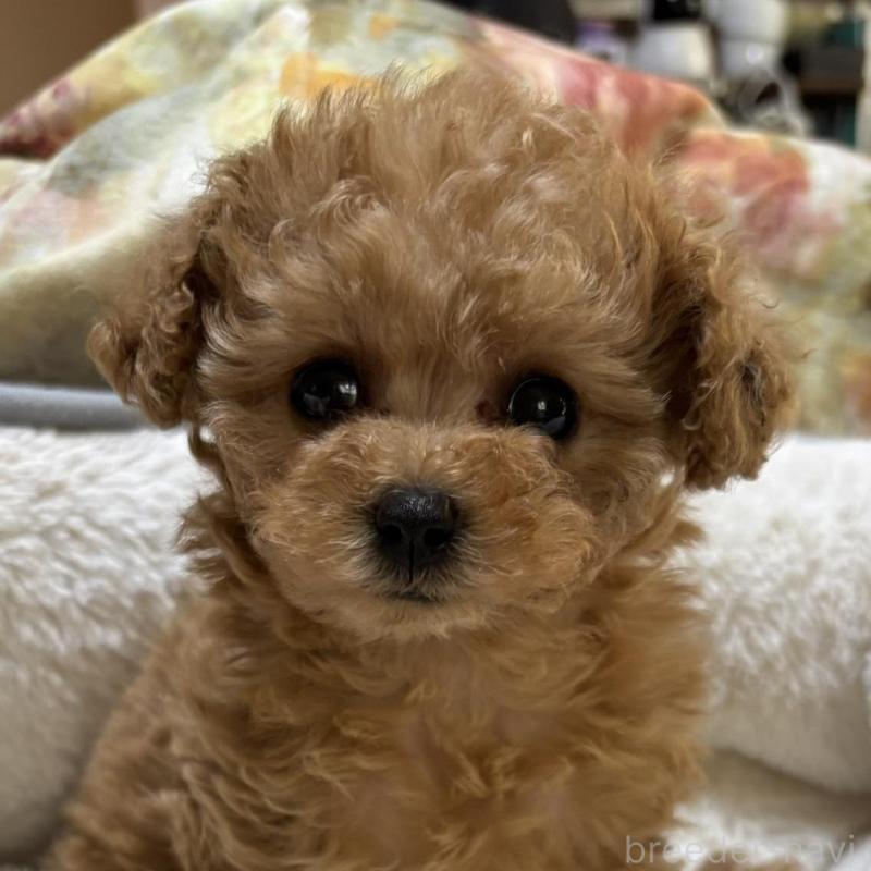 販売中の香川県のタイニープードル-440823