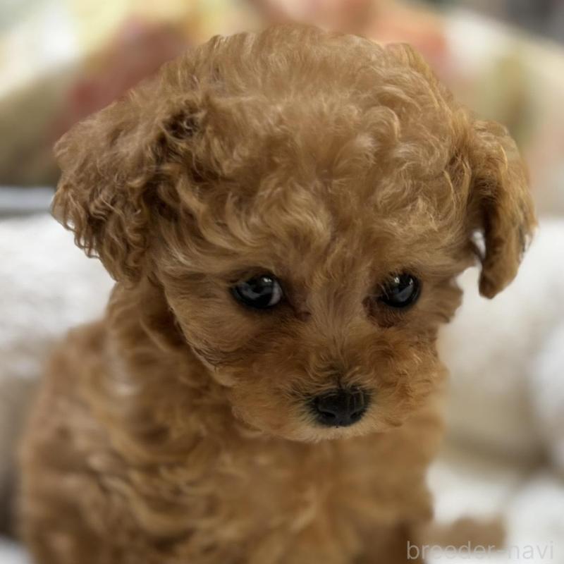 販売中の香川県のタイニープードル-440823の5枚目