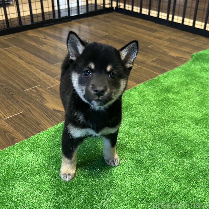 販売中の栃木県の柴犬-440824の9枚目