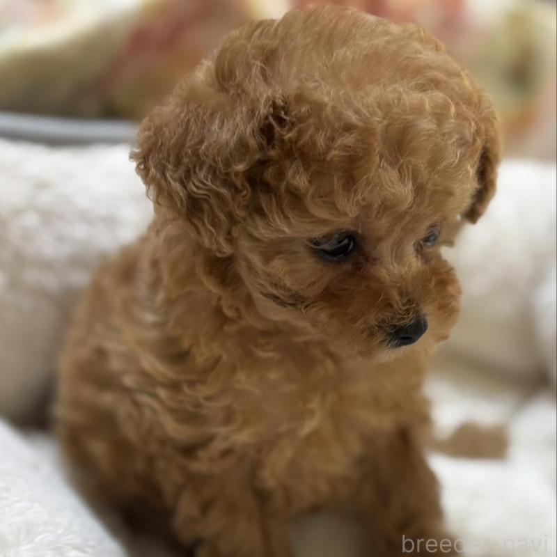 販売中の香川県のタイニープードル-440823の4枚目