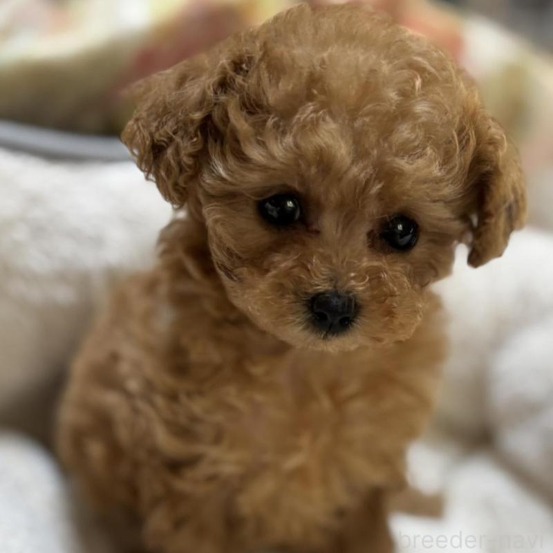 販売中の香川県のタイニープードル-440823の3枚目