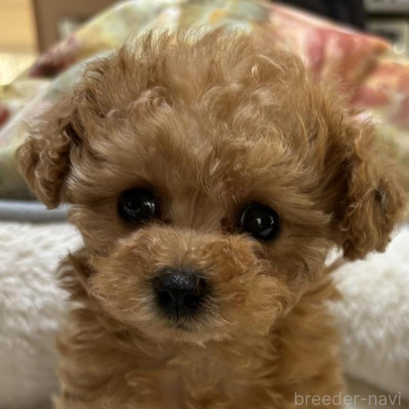 販売中の香川県のタイニープードル-440823の2枚目