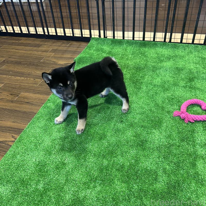 販売中の栃木県の柴犬-440824の7枚目