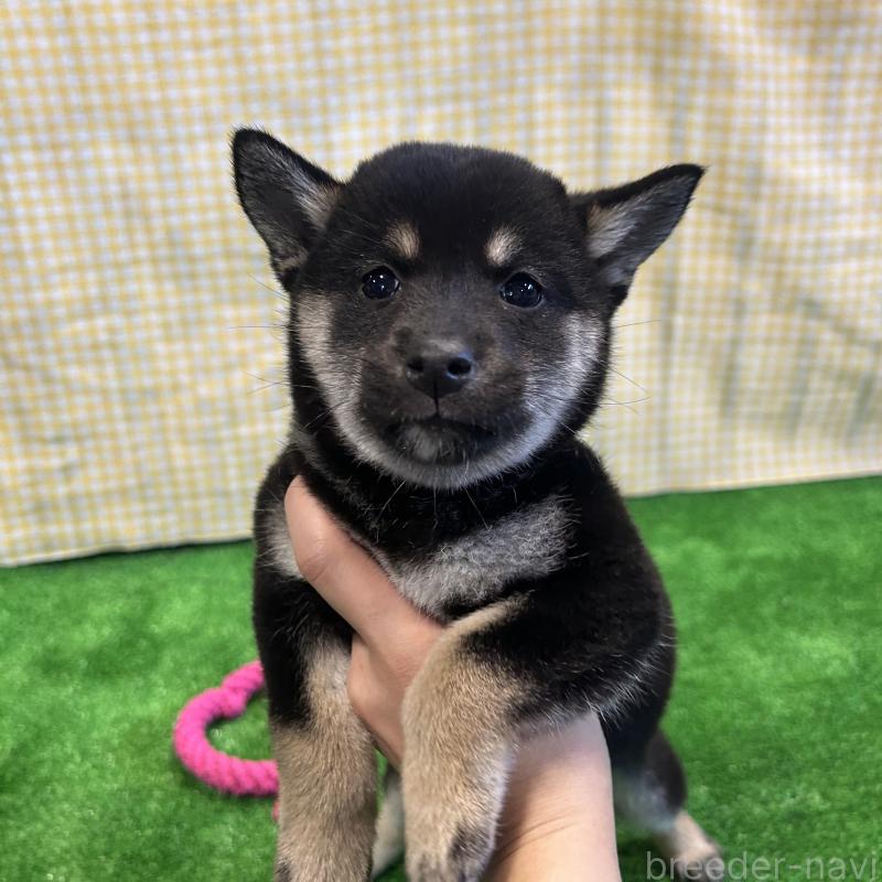 販売中の栃木県の柴犬-440824の6枚目