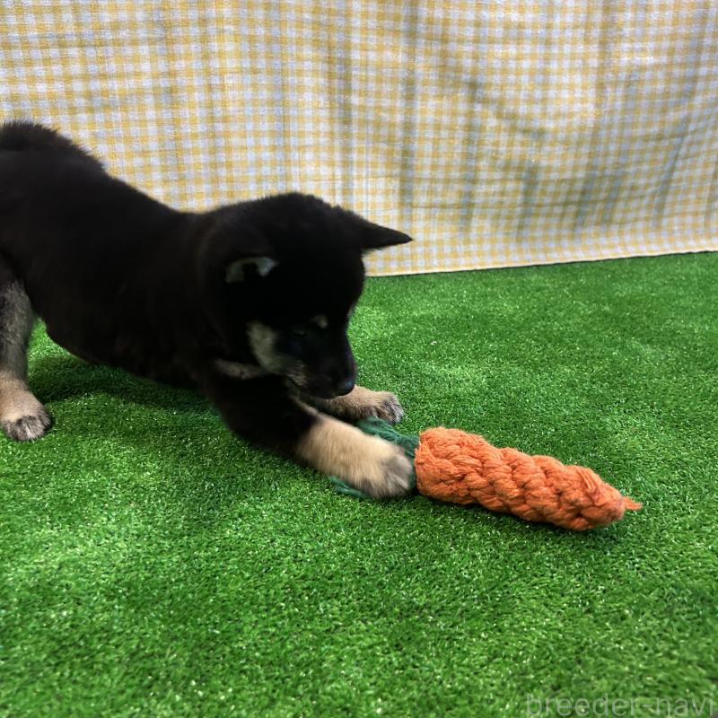 販売中の栃木県の柴犬-440824の4枚目