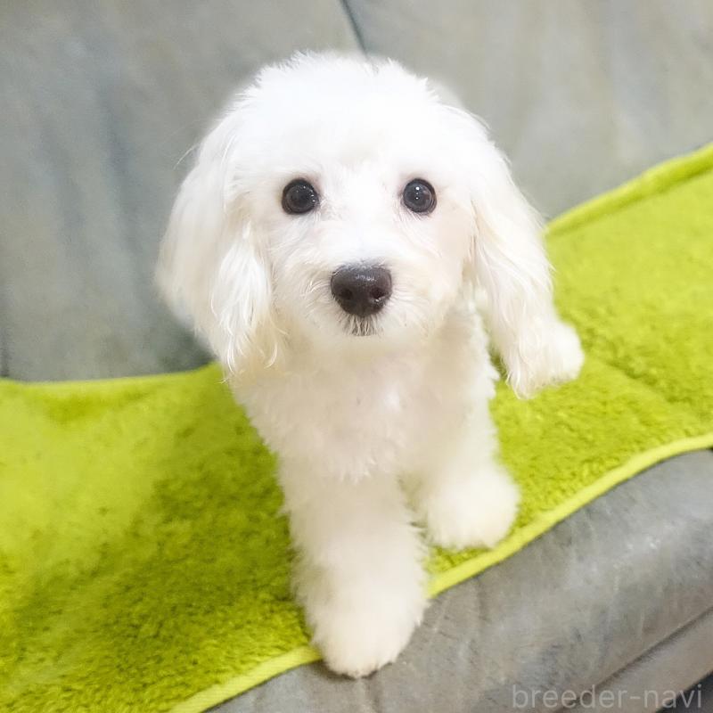 販売中の熊本県のマルックス:マルチーズ×ミニチュアダックスフンド-440827