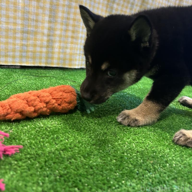 販売中の栃木県の柴犬-440824の2枚目