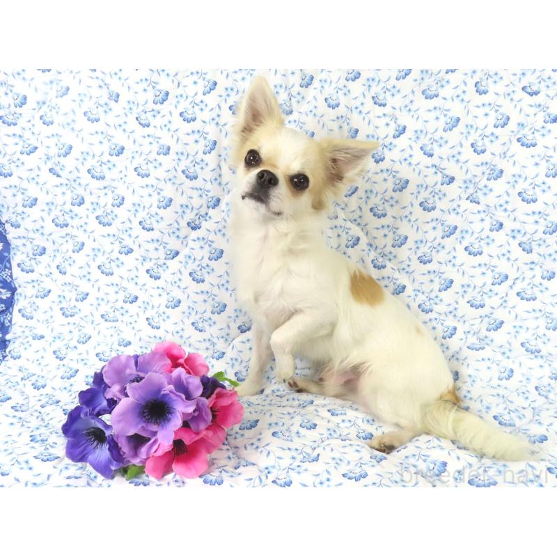 成約済の千葉県のチワワ(ロングコート)-397202の3枚目