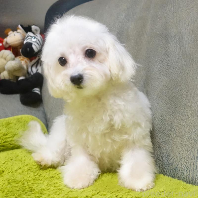 販売中の熊本県のマルックス:マルチーズ×ミニチュアダックスフンド-440827の5枚目