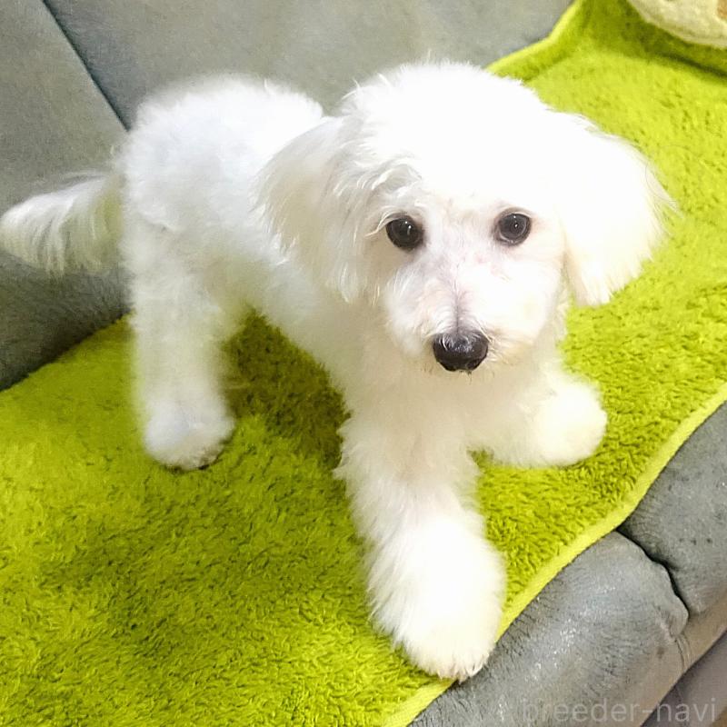 販売中の熊本県のマルックス:マルチーズ×ミニチュアダックスフンド-440827の4枚目